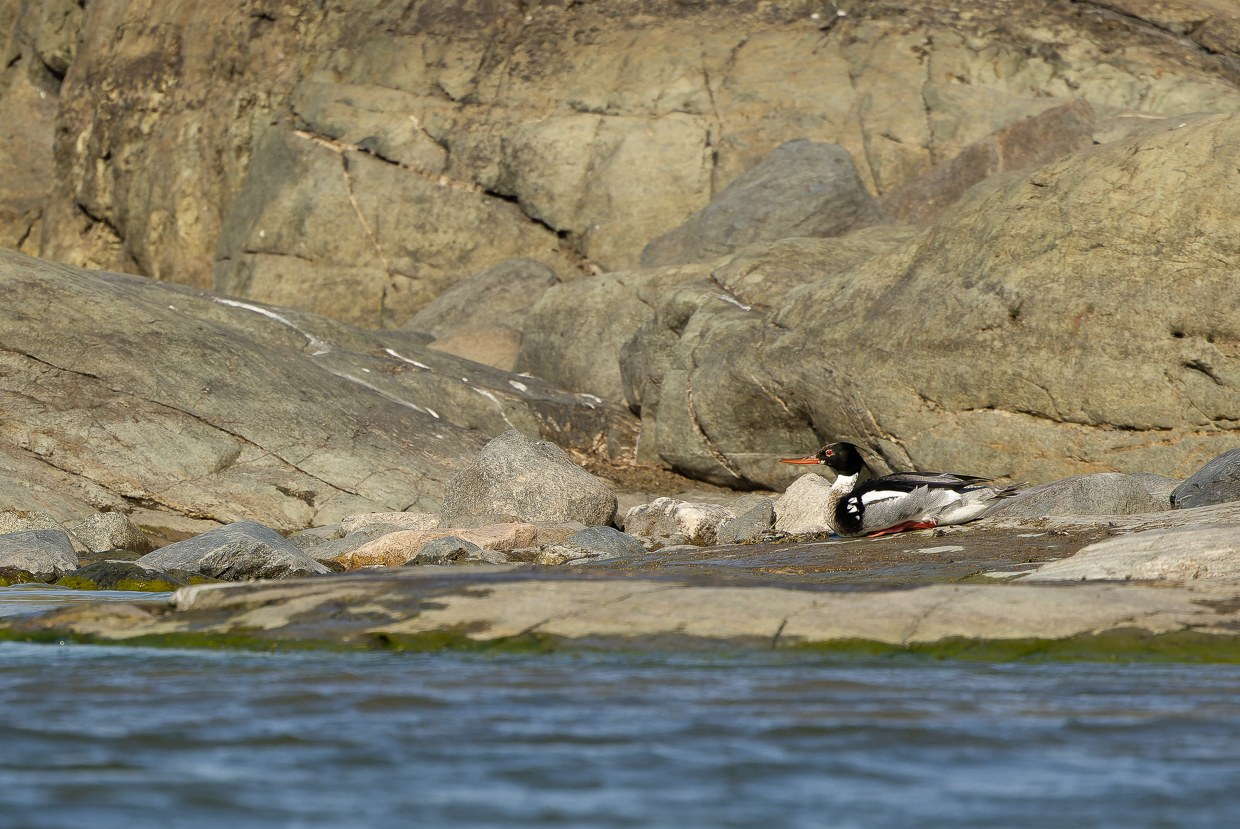 Red-breasted Merganser