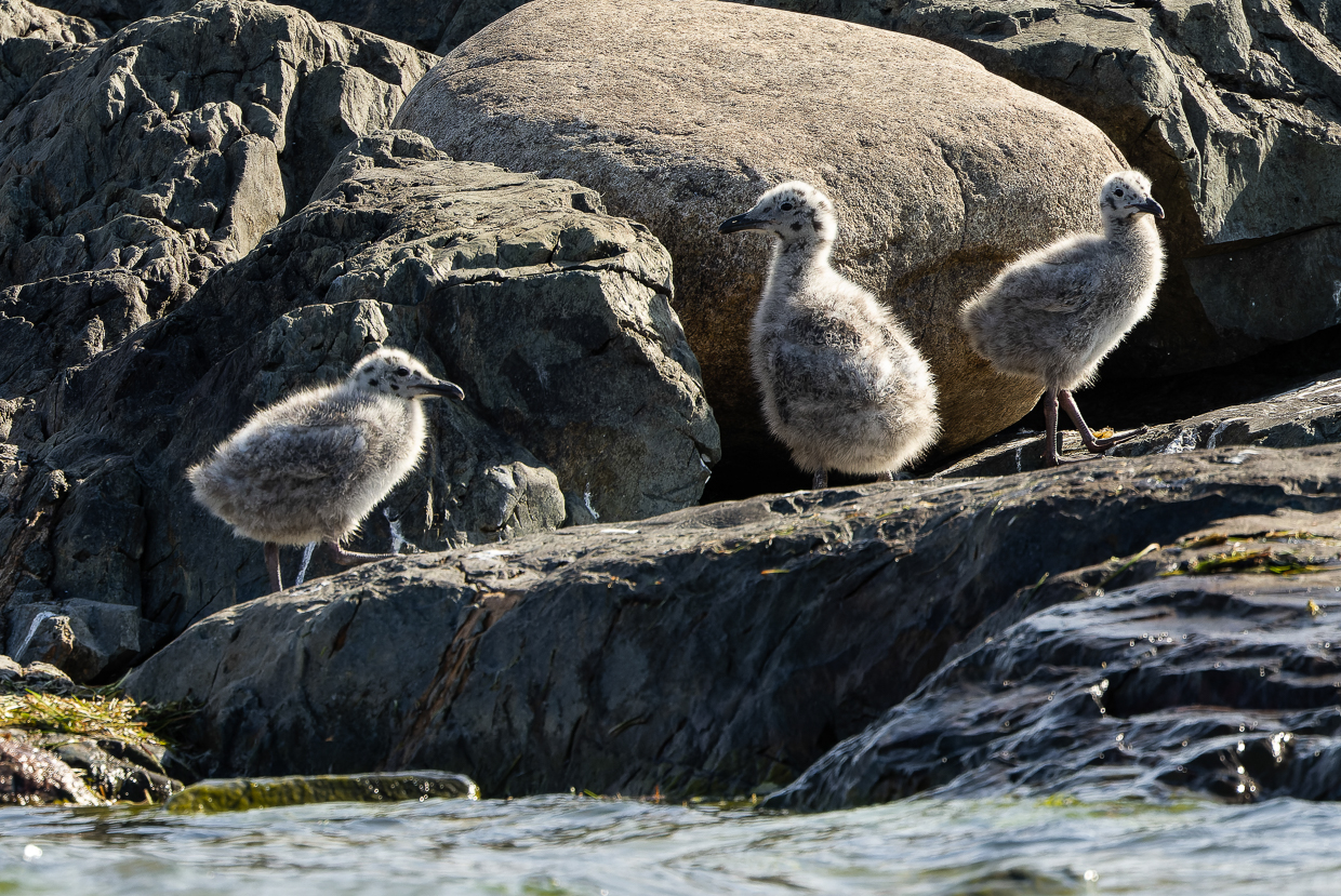 Herring Gull chicks