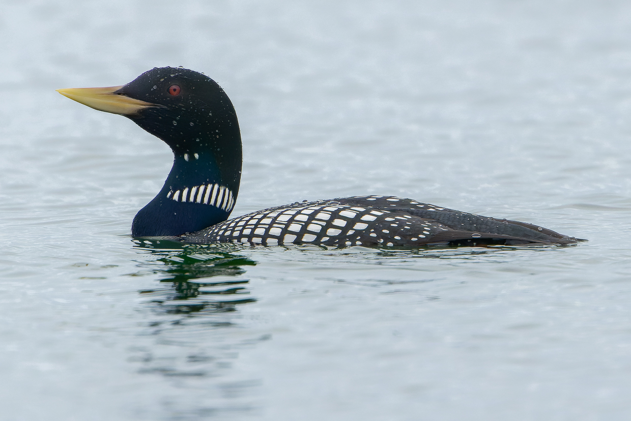 Yellow-billed Loon