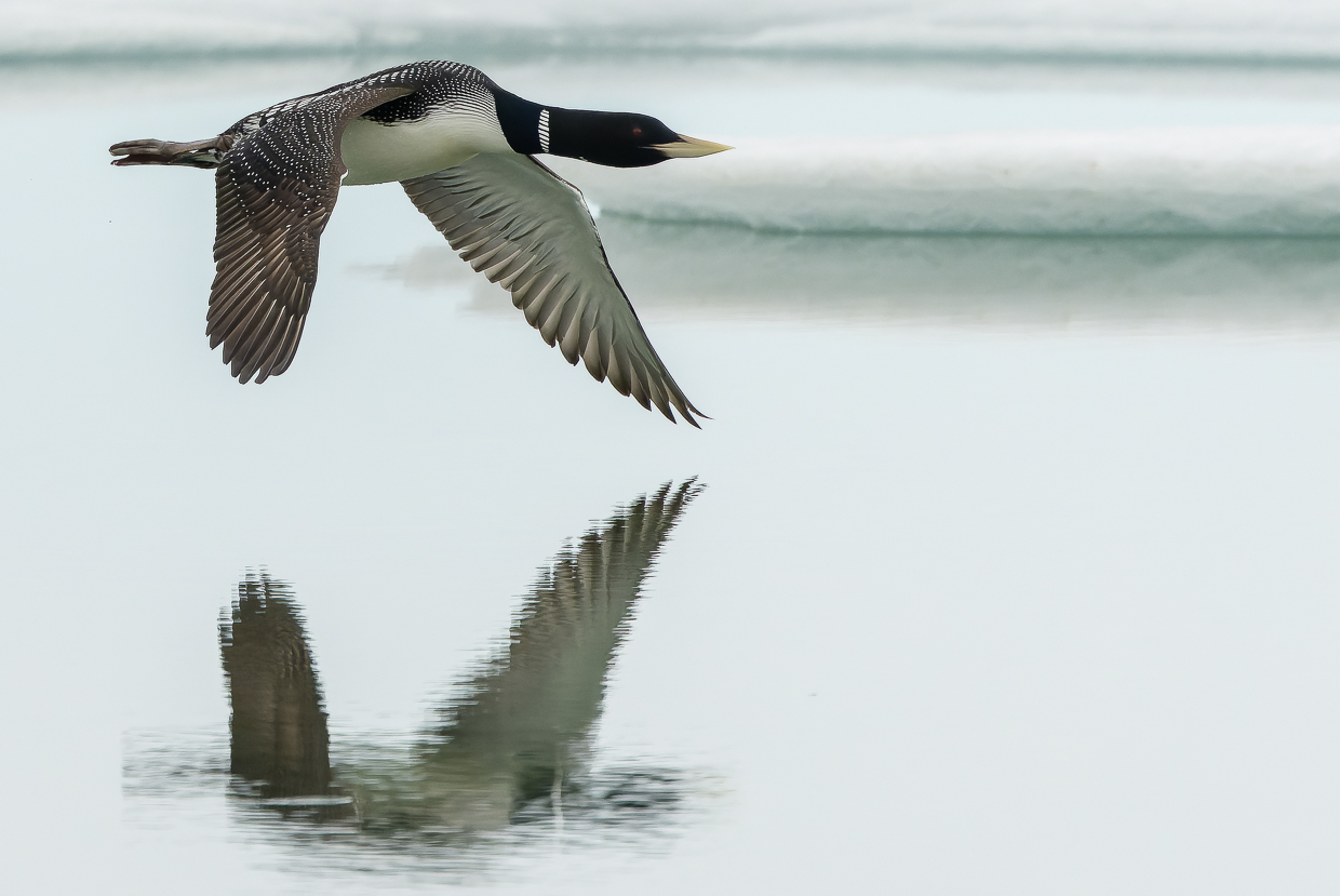 Yellow-billed Loon