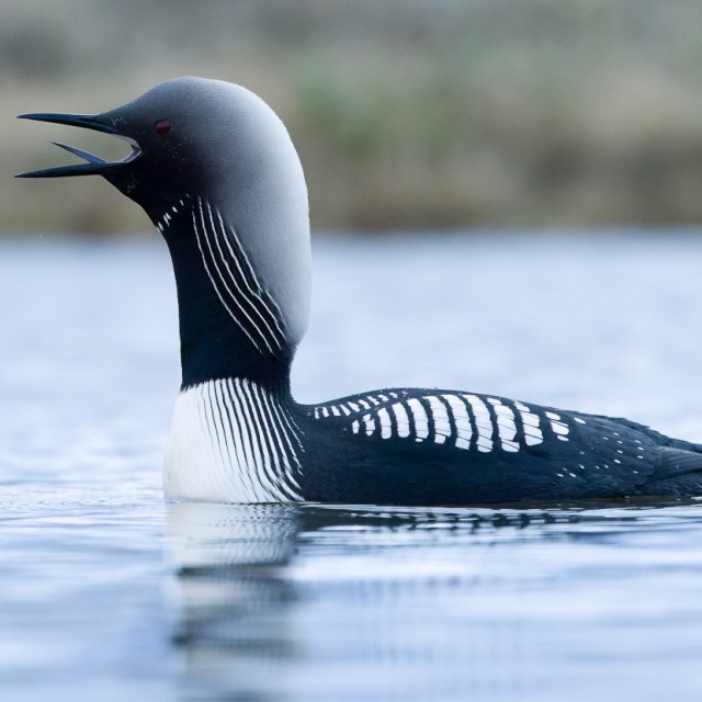 Pacific Loon