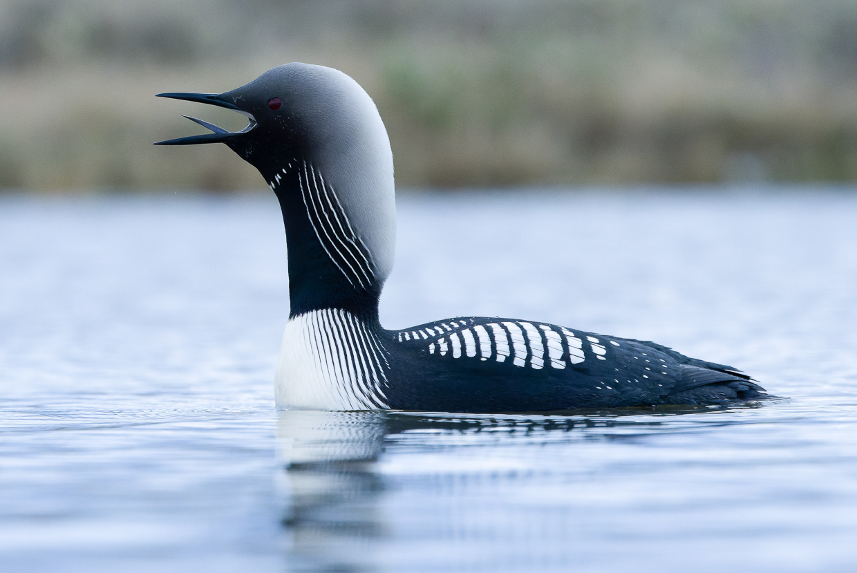 Pacific Loon