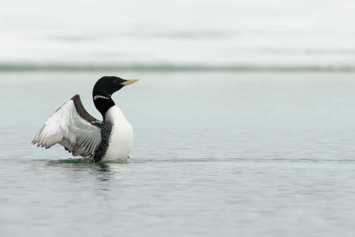 Yellow-billed Loon