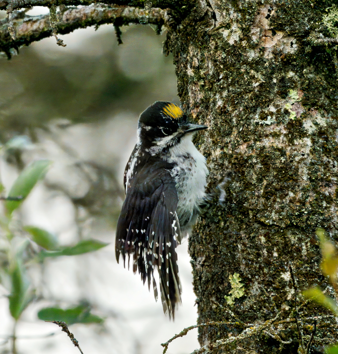 American Three-toed Woodpecker
