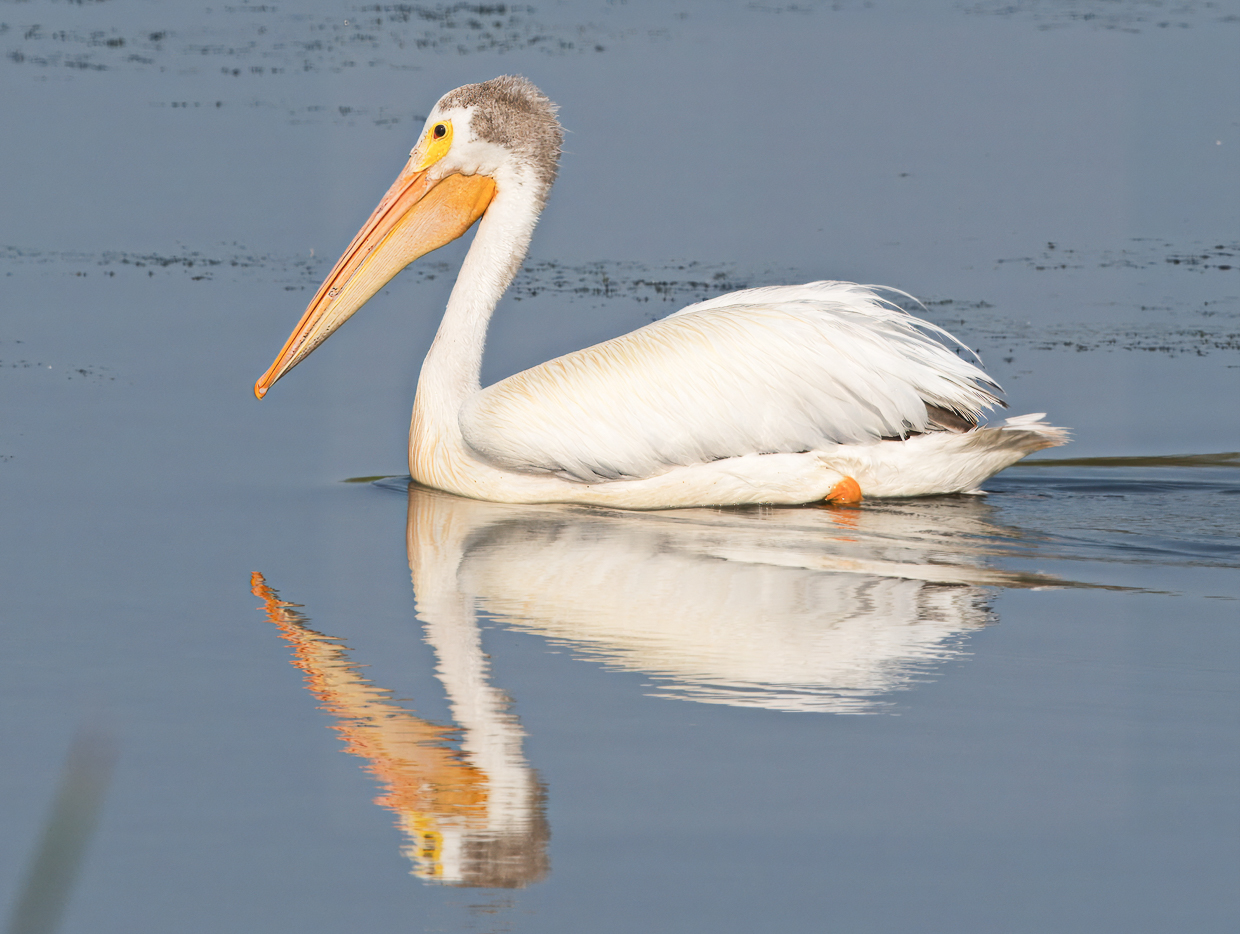 American White Pelican