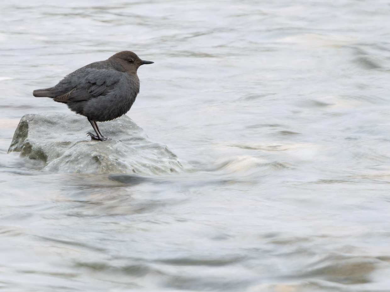 American Dipper
