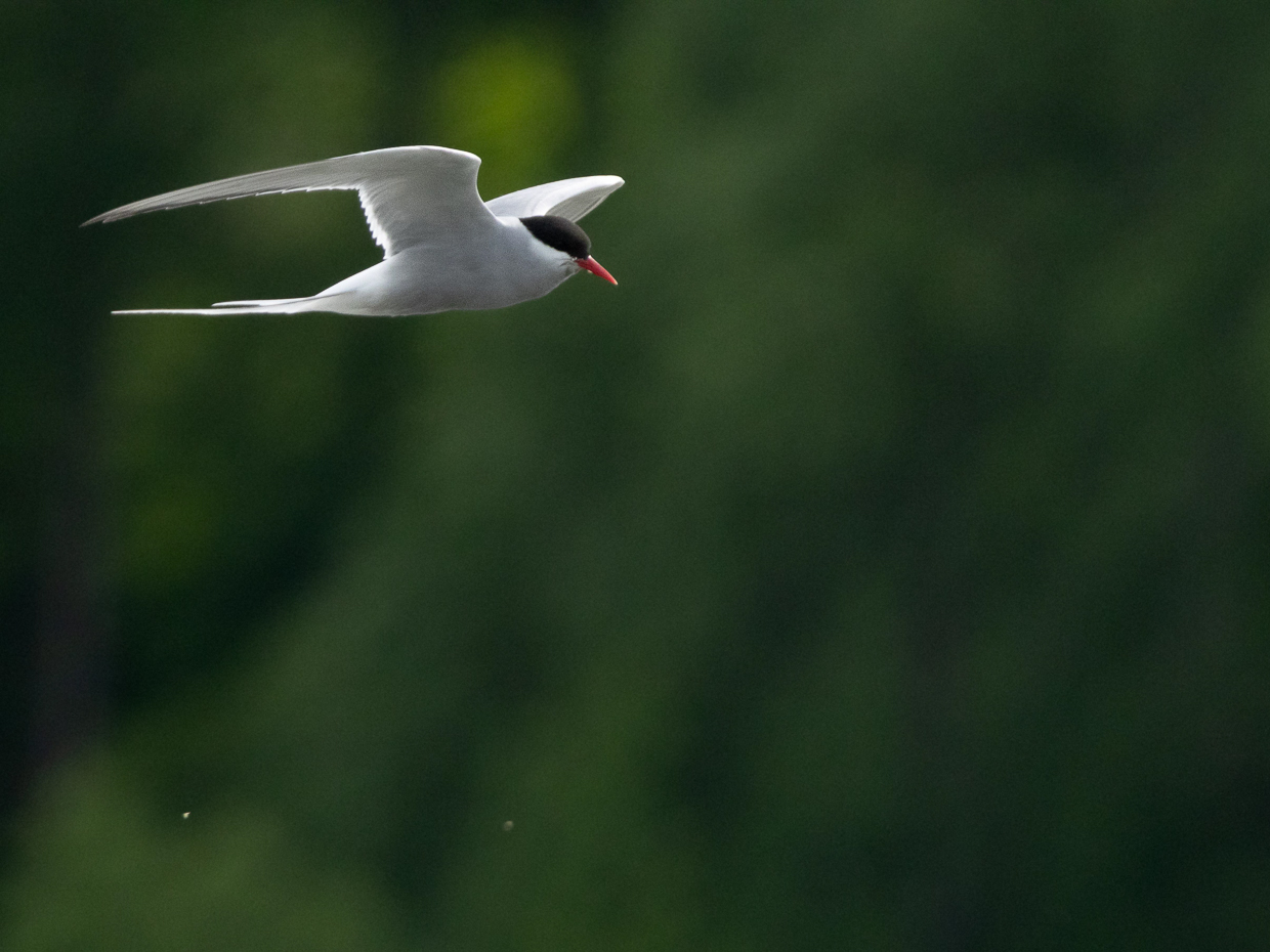 Arctic Tern