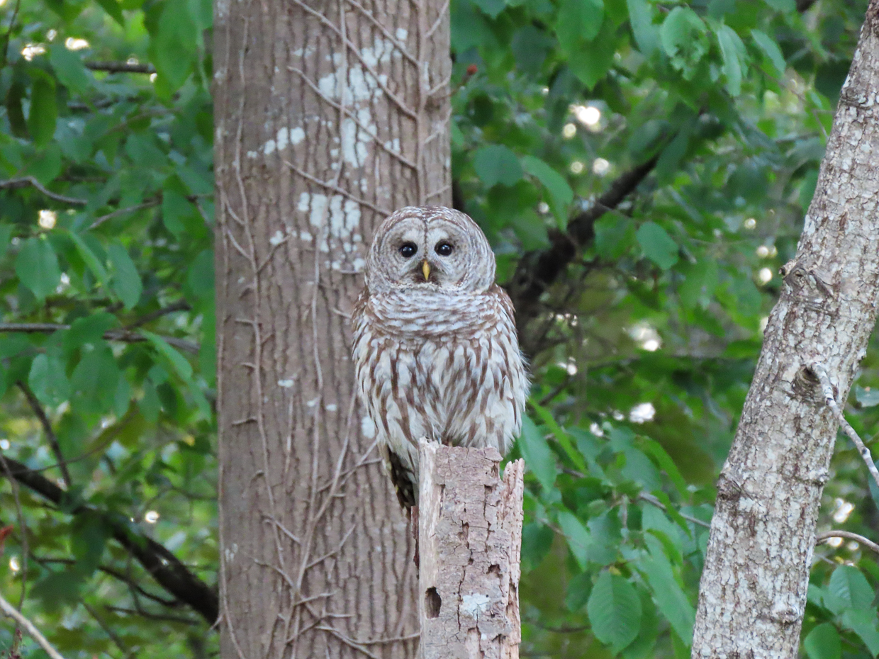 Barred Owl