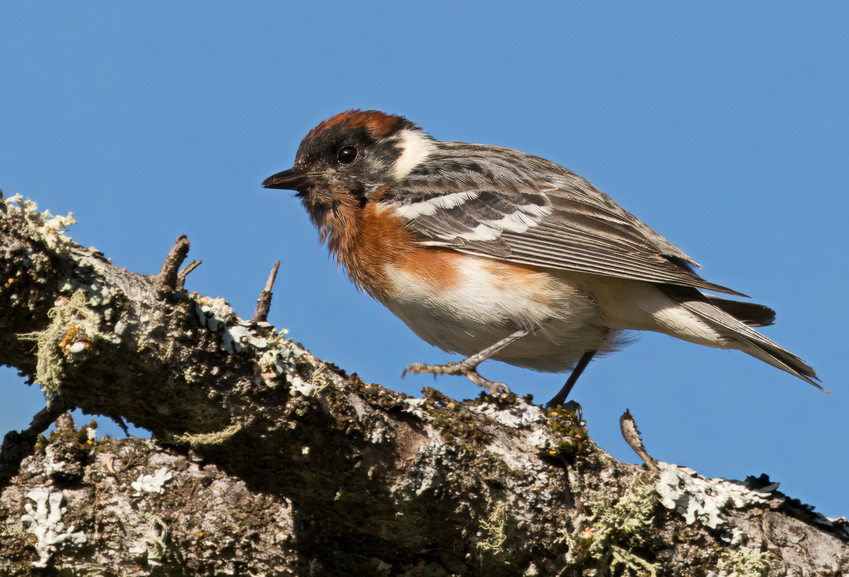 Bay-breasted Warbler