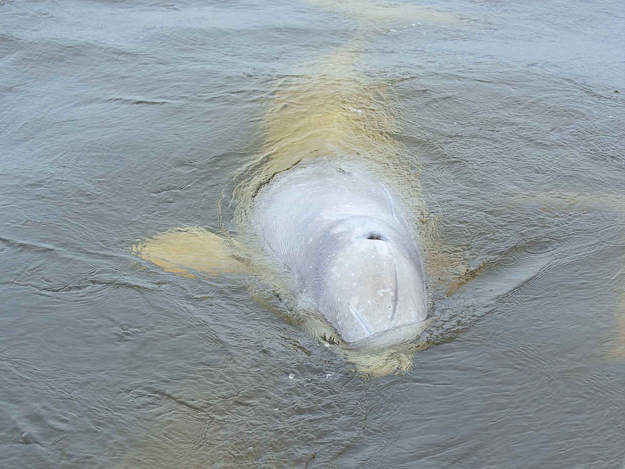Beluga