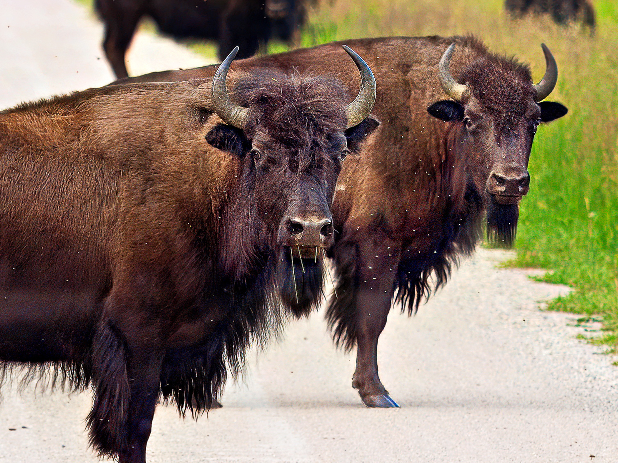 Bison