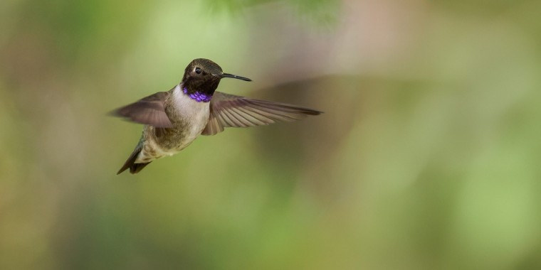 Ultimate BC: Coast & Grasslands Trip Report 2024