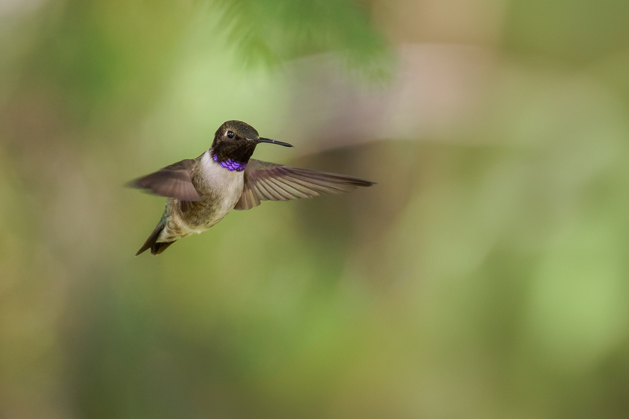 Black-chinned Hummingbird