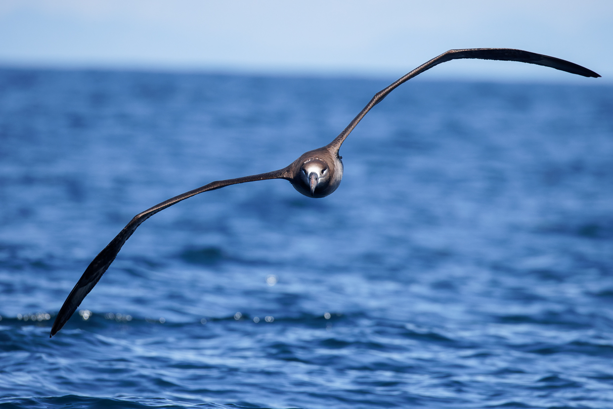 Black-footed Albatross