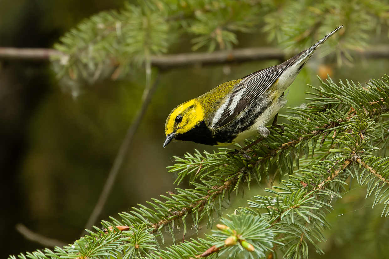 Black-throated Green Warbler