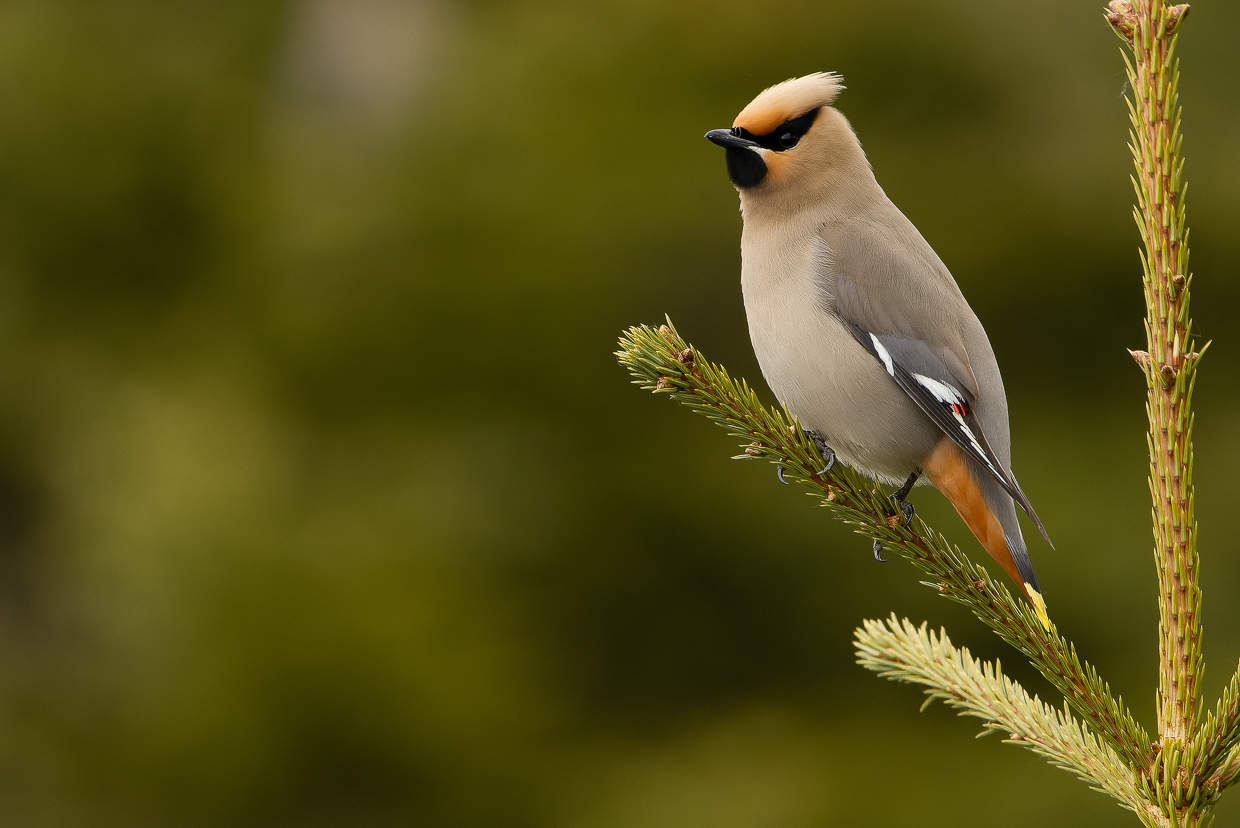 Bohemian Waxwing