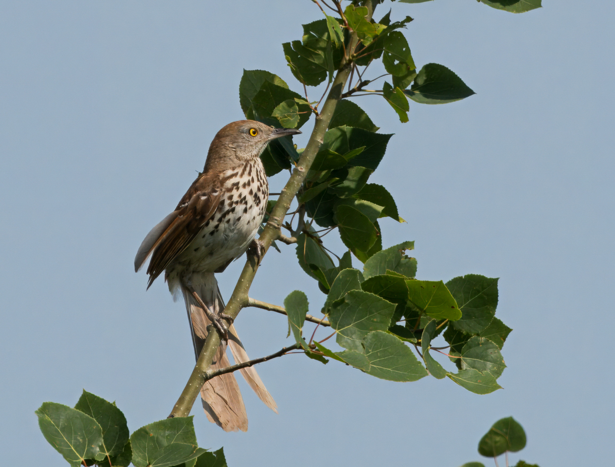 Brown Thrasher