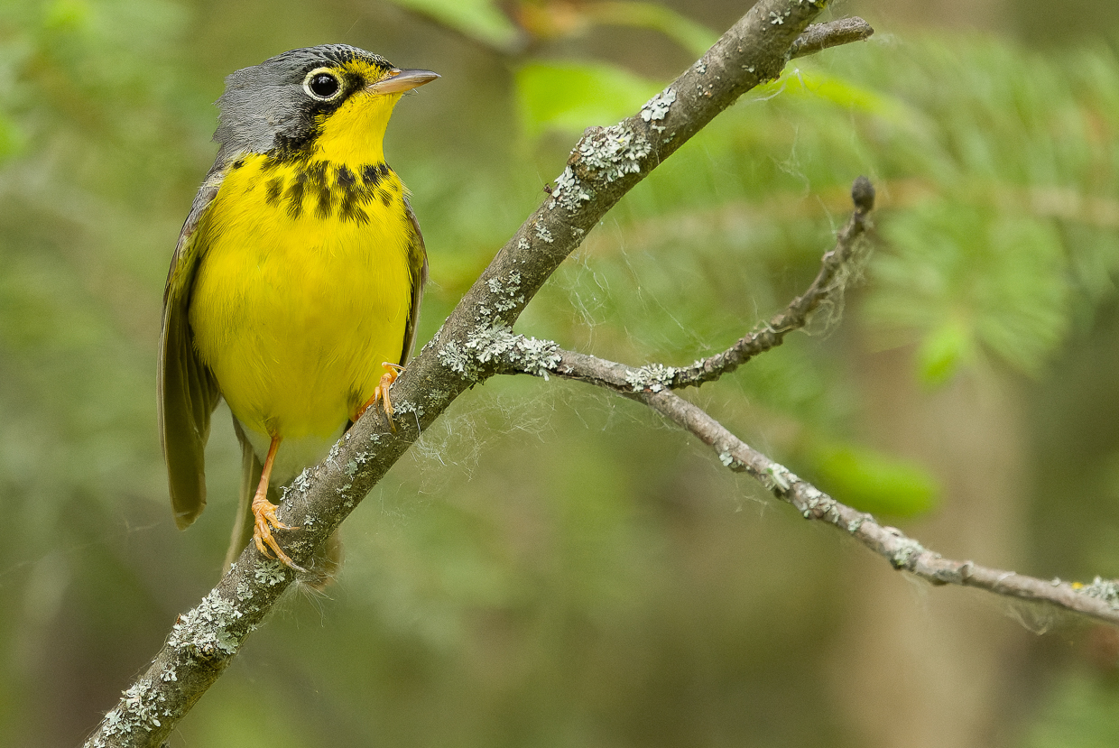 Canada Warbler