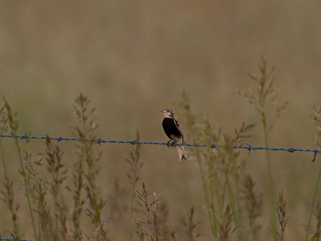 Chestnut-collared Longspur