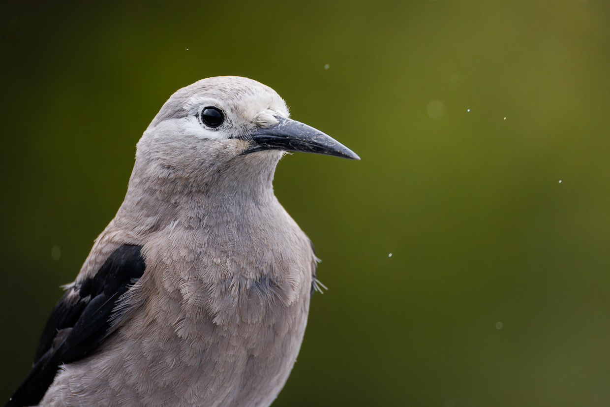 Clark's Nutcracker