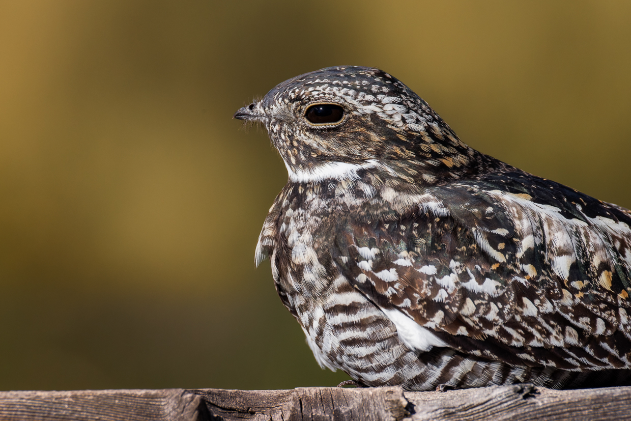 Common Nighthawk