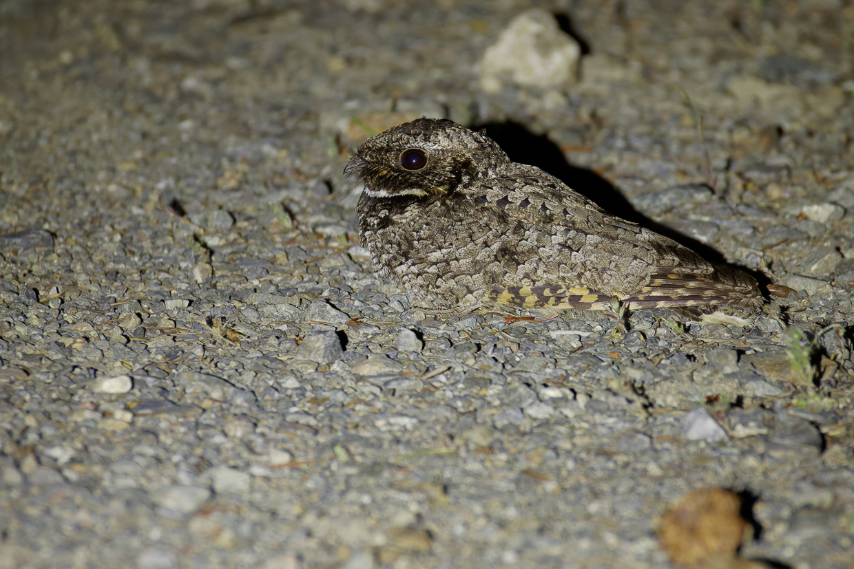 Common Poorwill
