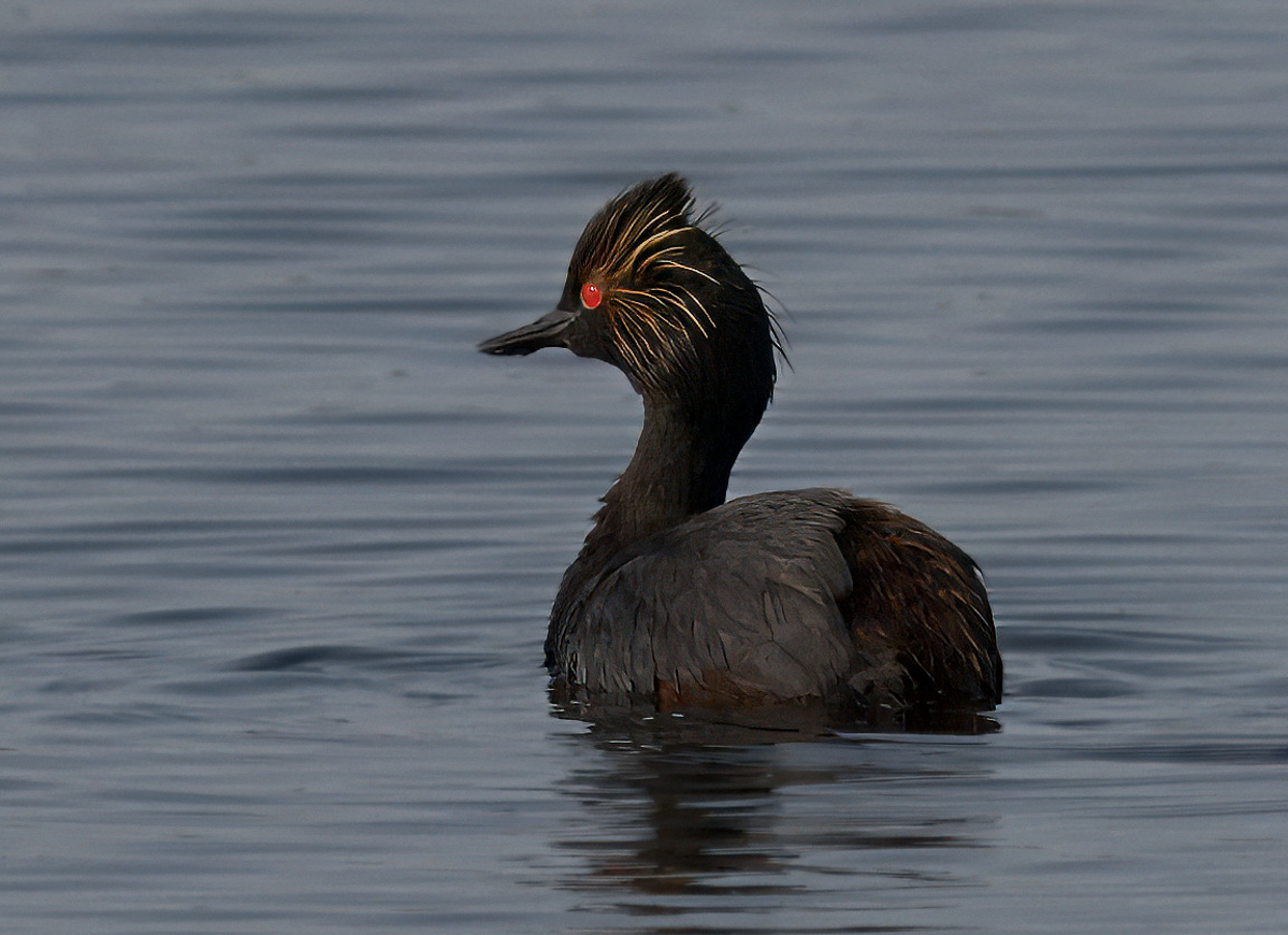 Eared Grebe