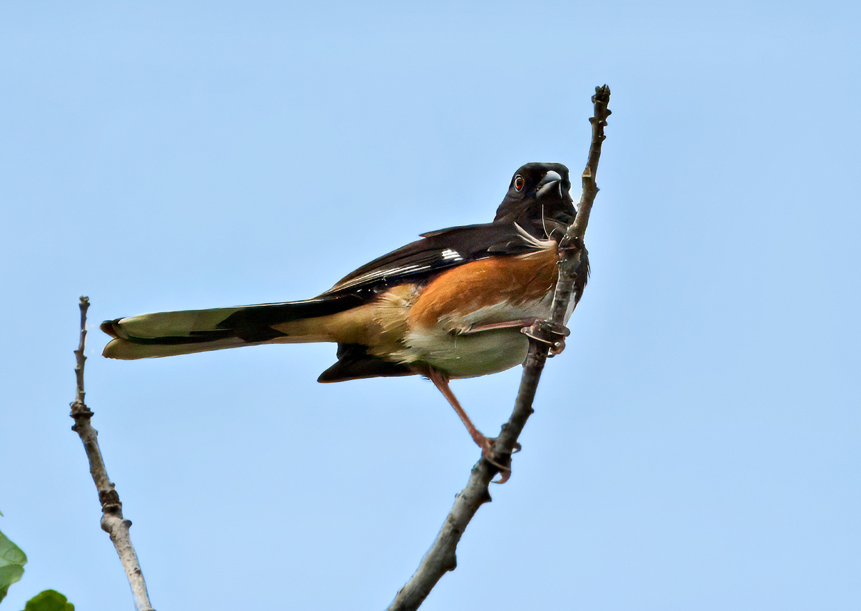 Eastern Towhee