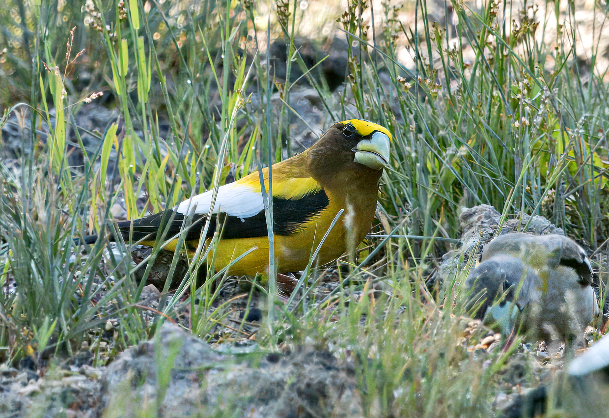 Evening Grosbeak