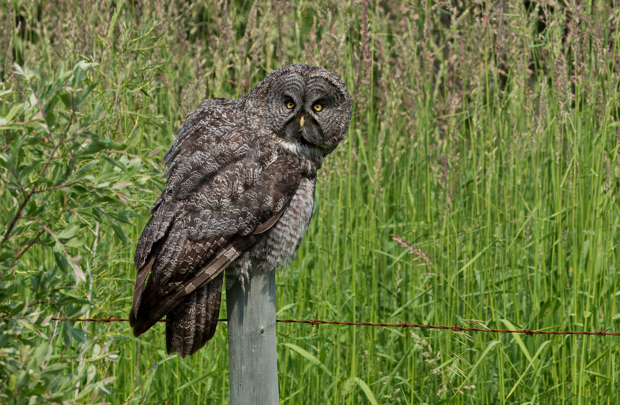 Great Gray Owl
