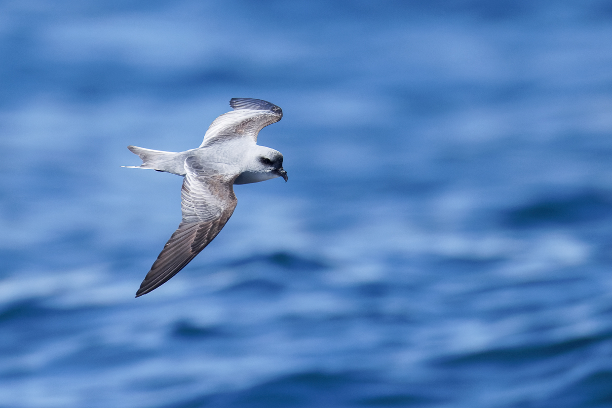 Fork-tailed Storm-petrel