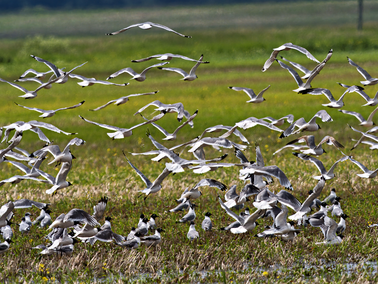 Franklin's Gulls