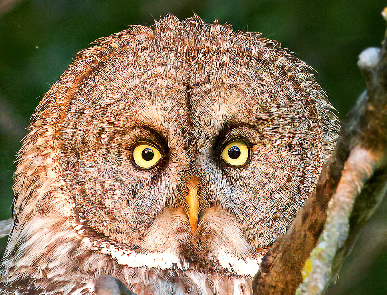 Great Gray Owl