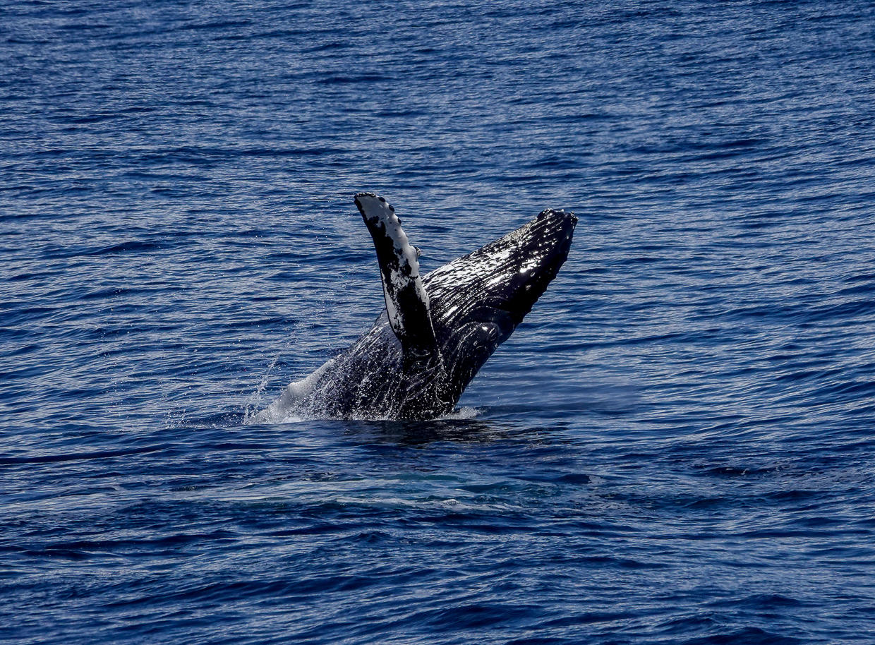 Humpback Whale breaching