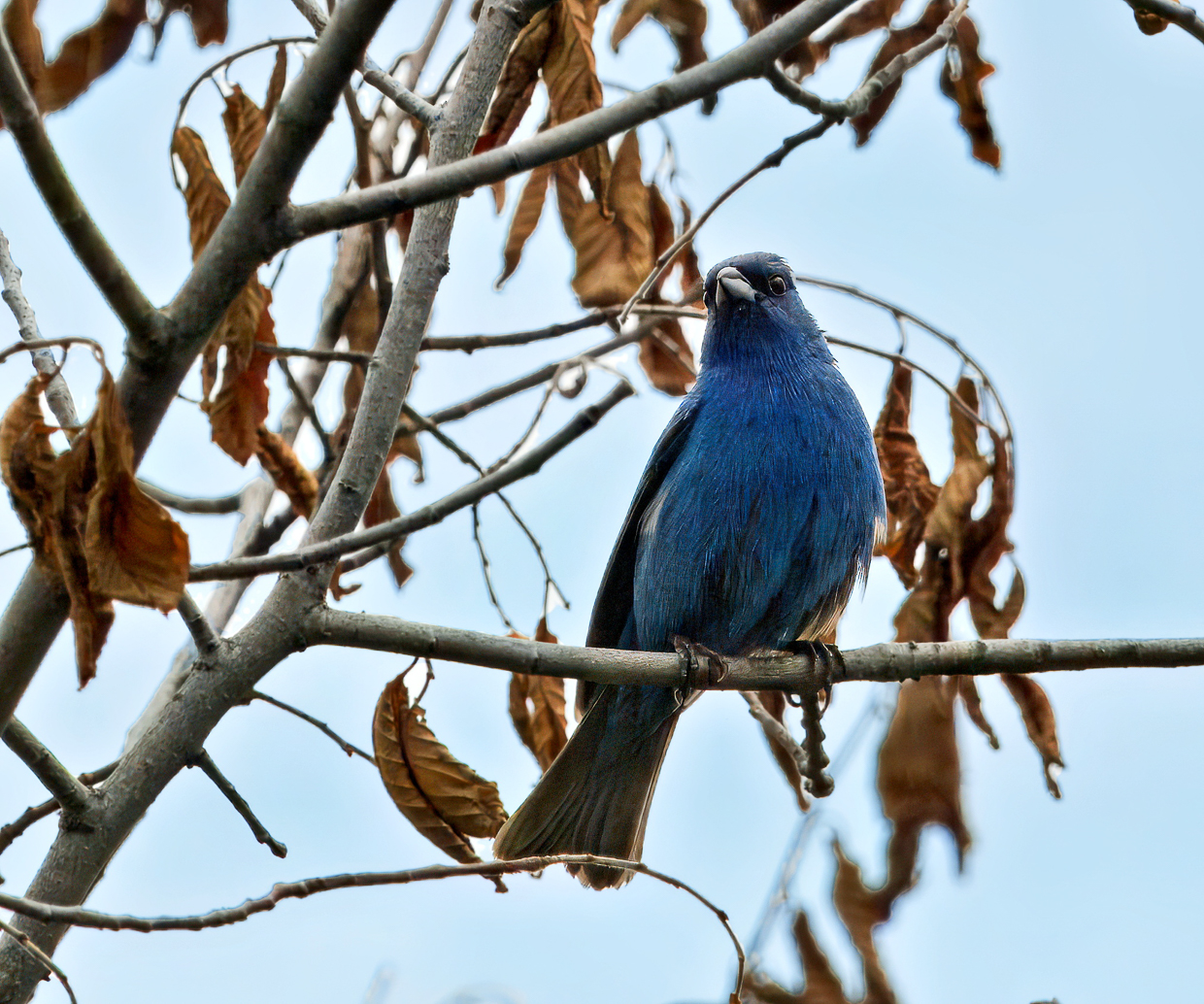 Indigo Bunting