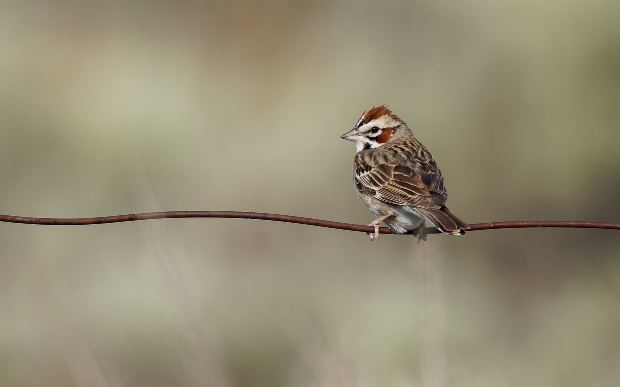 Lark Sparrow