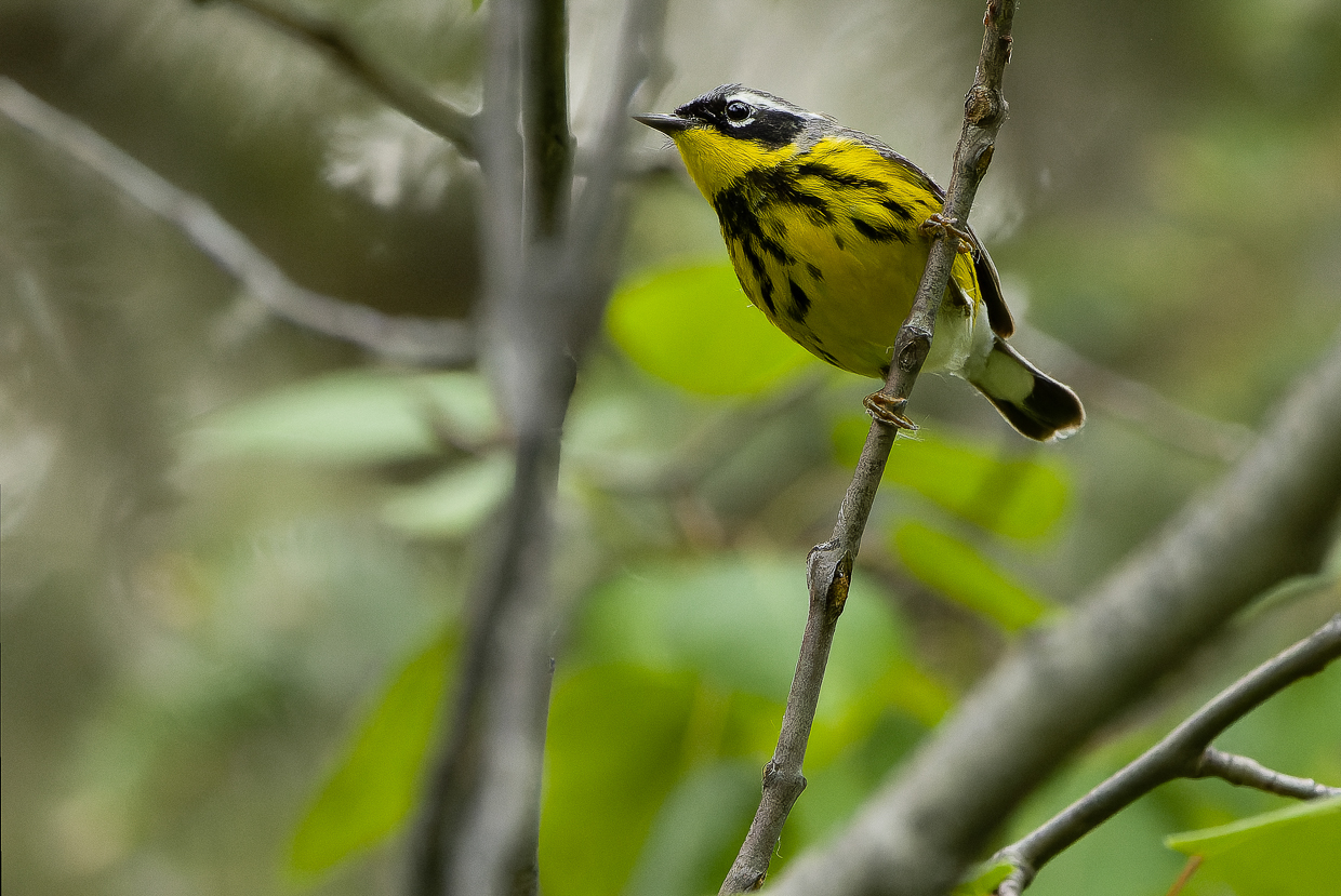 Magnolia Warbler
