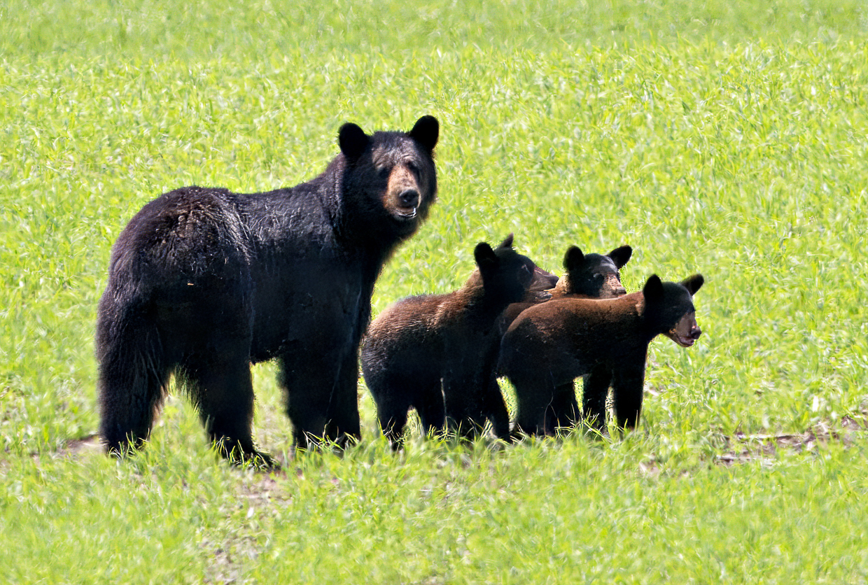 Mama black bear and cubs