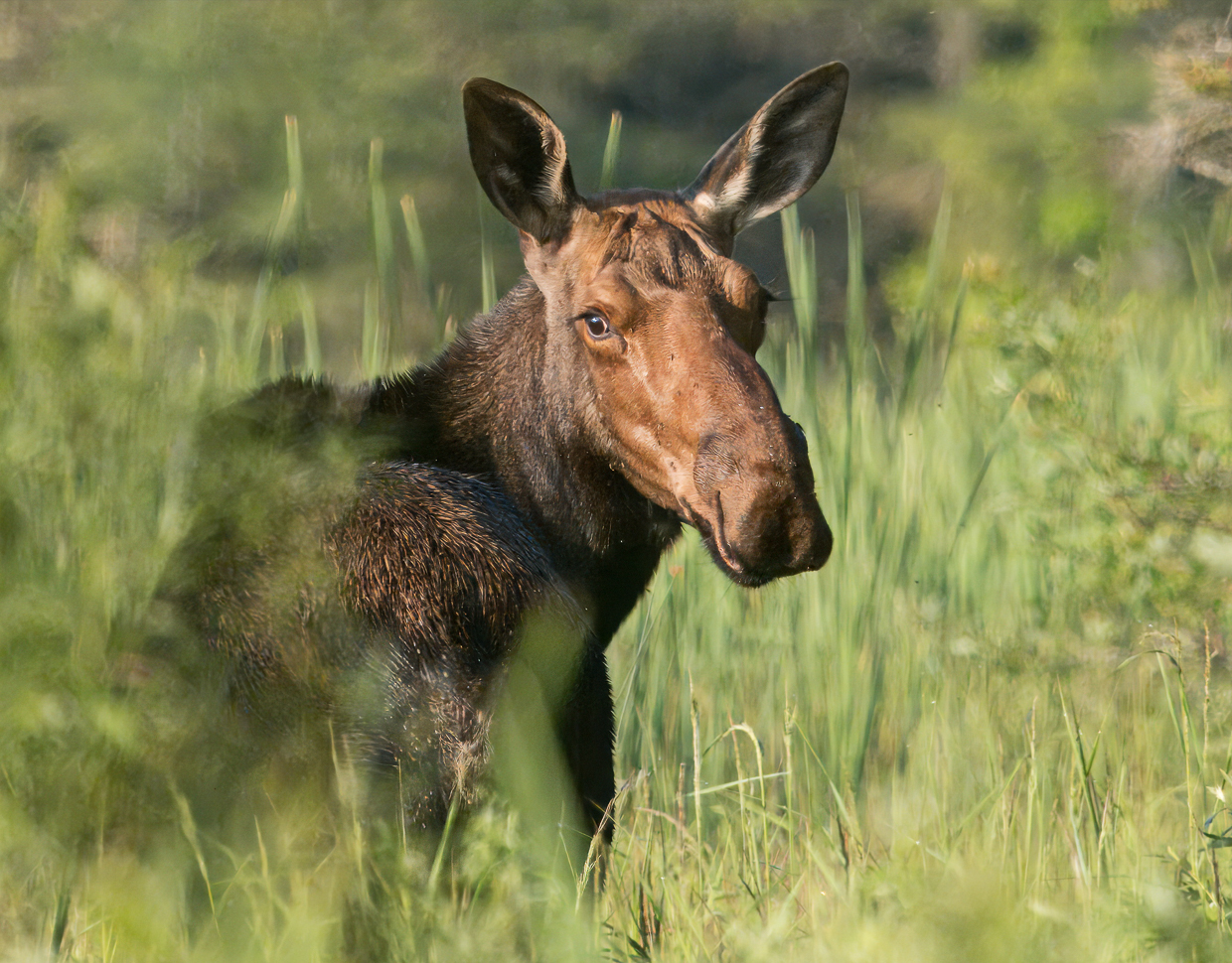 Moose