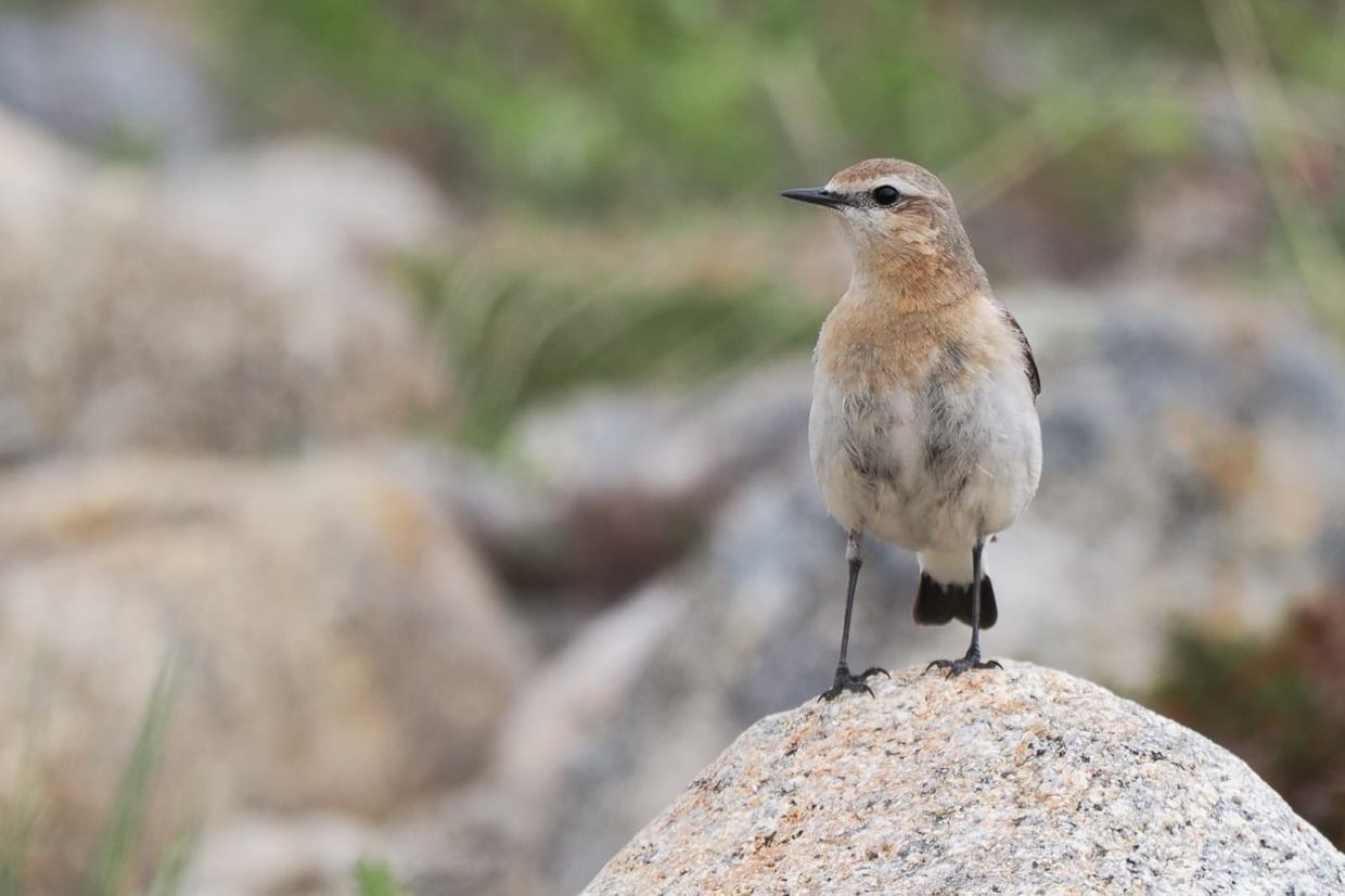 Northern Wheatear