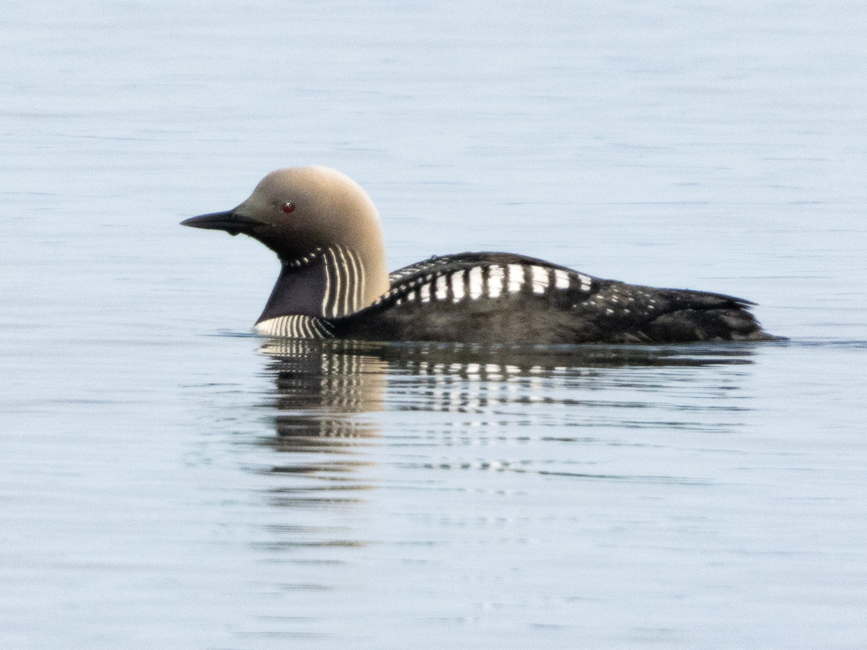 Pacific Loon