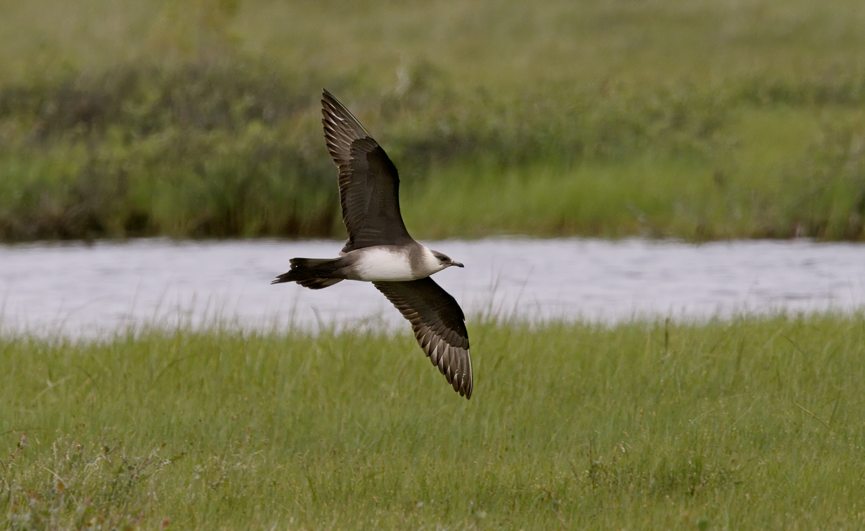 Parasitic Jaeger