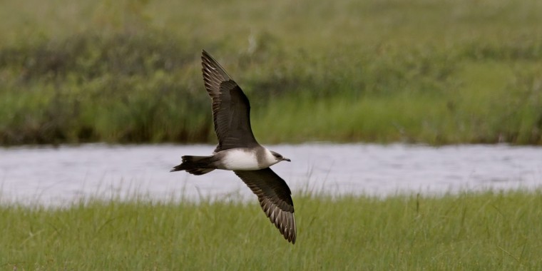 Belugas, Bears & Birds (July 6 - 16, 2024)