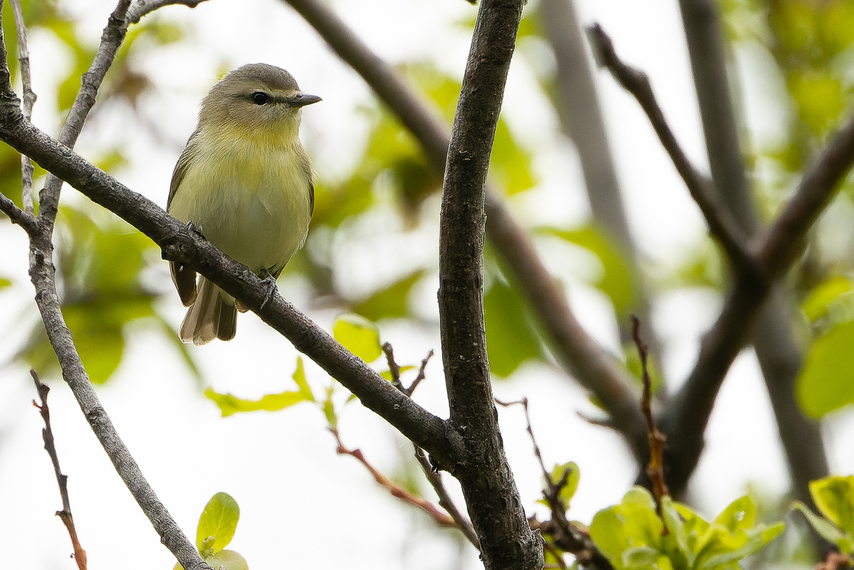 Philadelphia Vireo