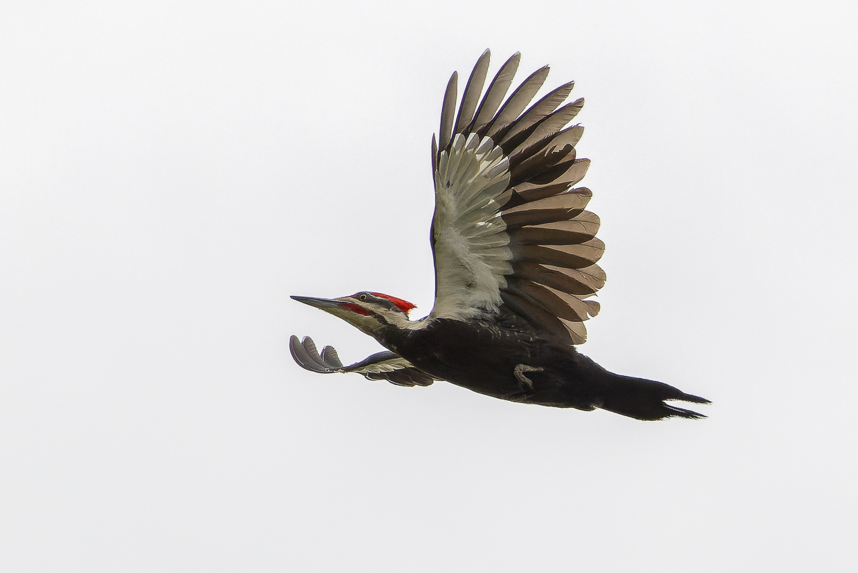 Pileated Woodpecker