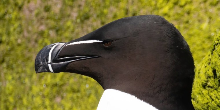 Grand Newfoundland Trip Report (Jun 16 - 27, 2024)