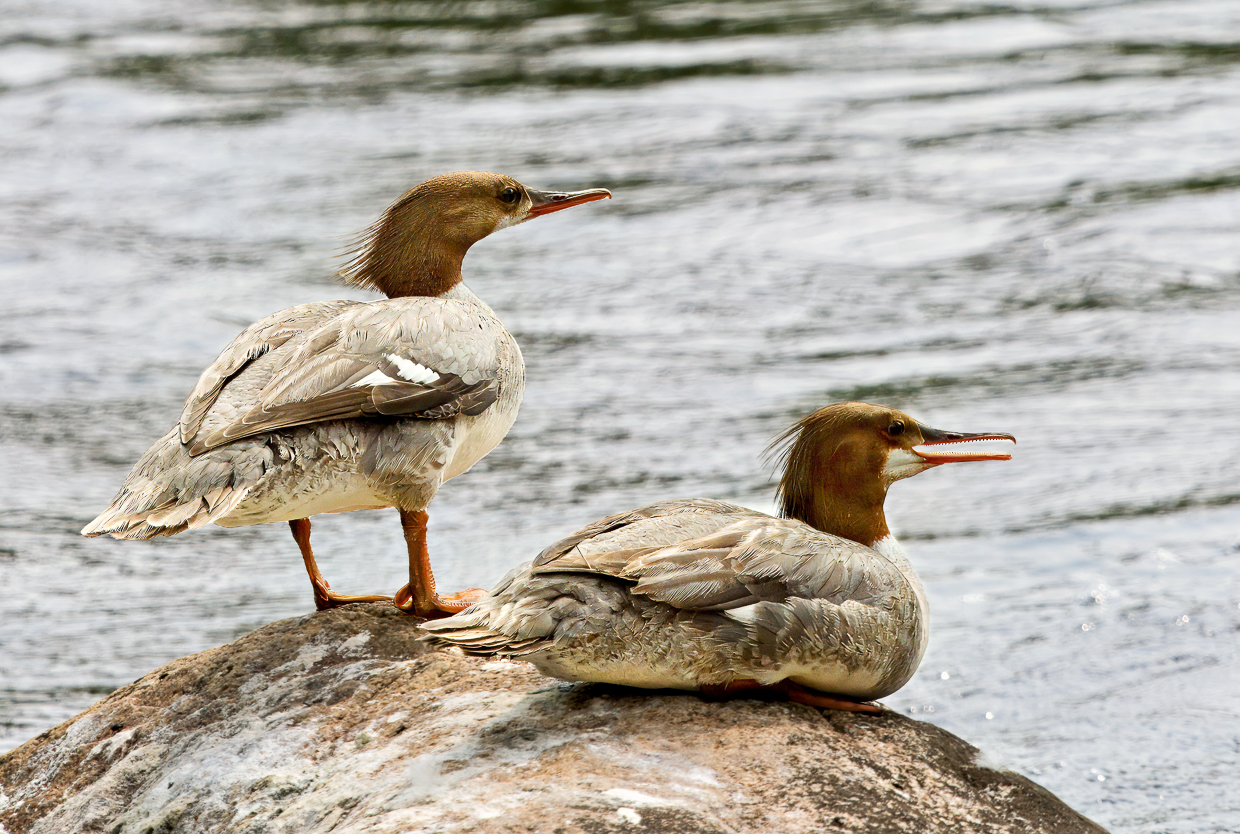 Red-breasted Mergansers