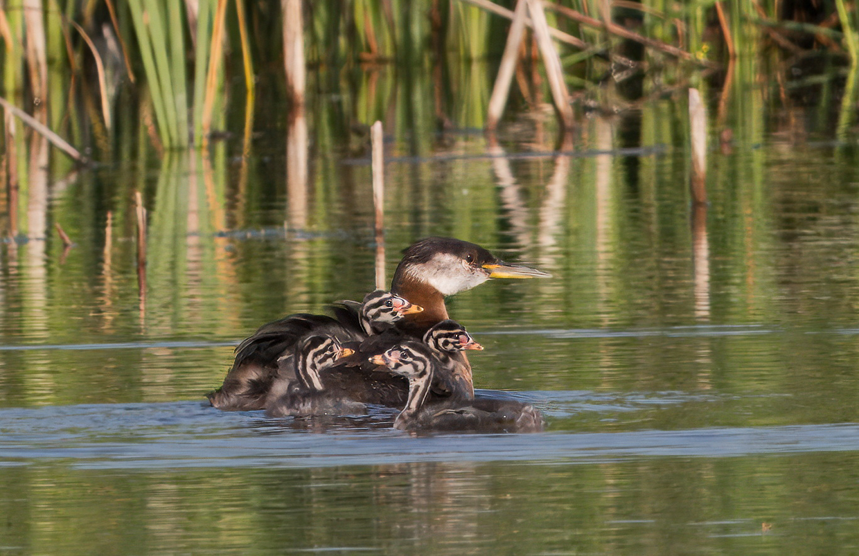 Red-necked Grebe and young
