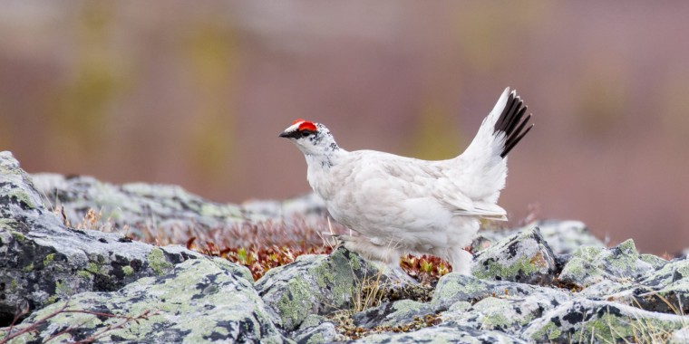 Ultimate British Columbia: Boreal Extension Trip Report (June 2024)