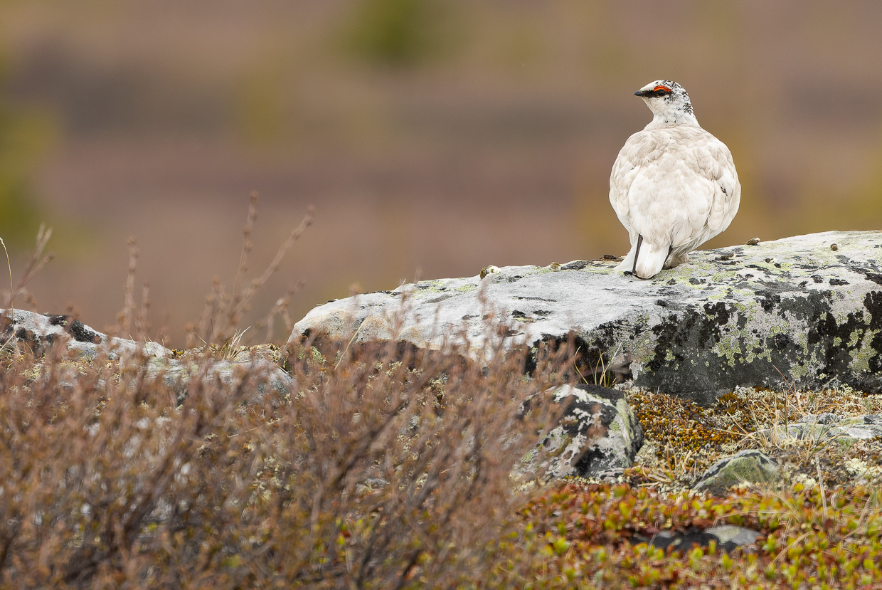 Rock Ptarmigan